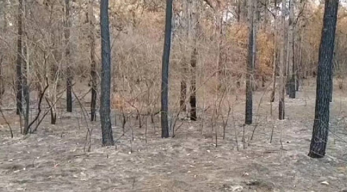 Detienen a un hombre por provocar incendio en el bosque de Uverito de Monagas