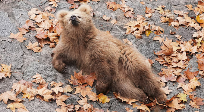 Junjun, el cachorro de oso que es un fenómeno en redes sociales y promueve el turismo