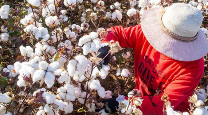 Producción de algodón en Guárico aumenta más de 160 %