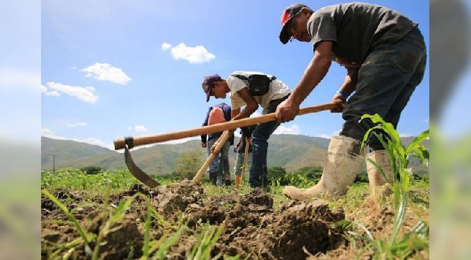 Fedeagro: Hay un «estancamiento» en el sector agropecuario porque los créditos son insuficientes