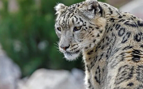 Revelan cómo los leopardos de las nieves conquistaron Asia y Europa en la edad de hielo