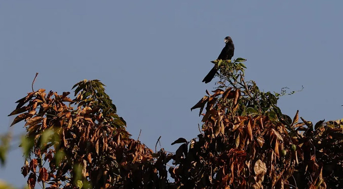 Reserva ecológica refugio de especies y parada de aves, asolada por incendios en Paraguay