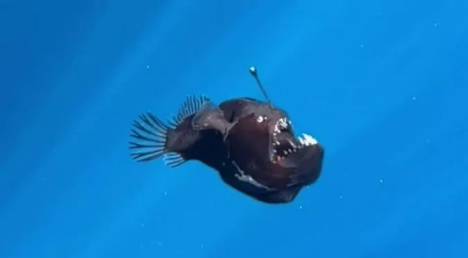 Muere el pez Diablo Negro que subió a la superficie del mar