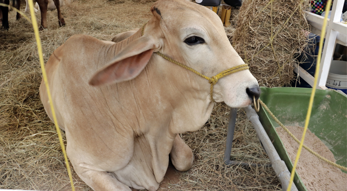 Presidente de UGSAJOP: Producción ganadera sube en comparación con años anteriores