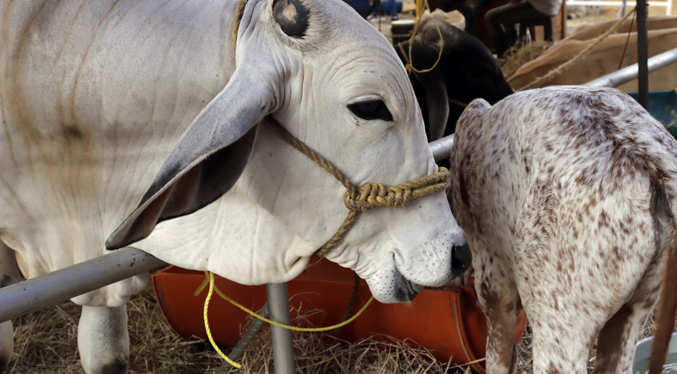 Sector ganadero pide culminar ley para incentivar exportaciones