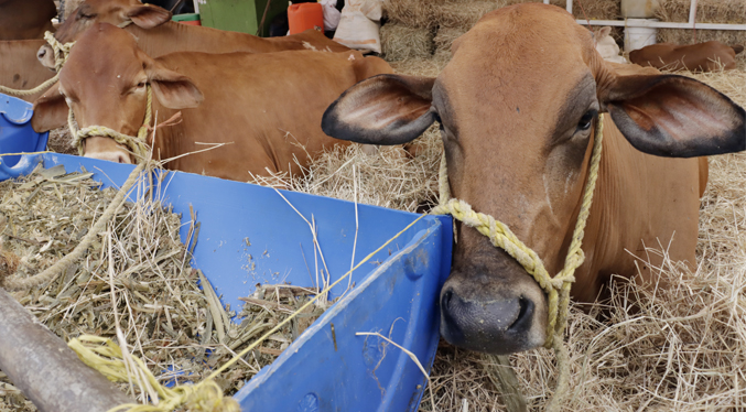 Fedenaga llama a lanzar plan ganadero que incluya a sector privado y público
