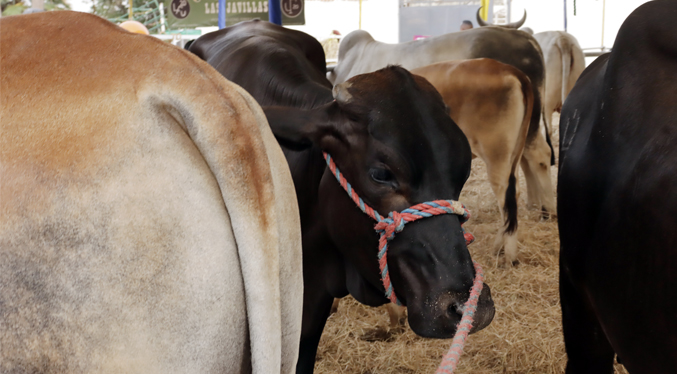 Fedenaga apunta a que el aumento de la producción solucionaría el repunte en los precios de la carne