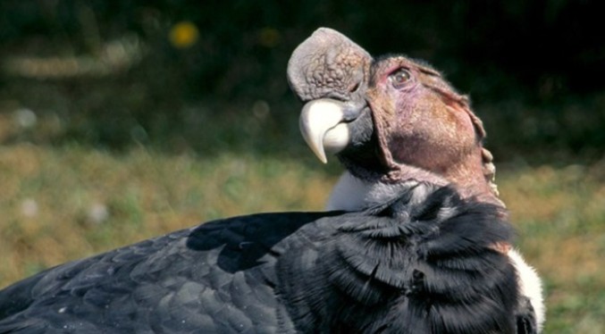 Venezuela intenta salvar al cóndor andino: Solo quedan 10 ejemplares en el país
