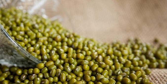 Empresa vietnamita está interesada en comprar el 100% de la producción anual de frijol mungo de Venezuela