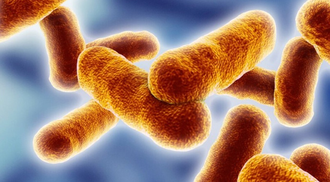 Camboya prohíbe la importación de ganado de Tailandia por casos de ántrax