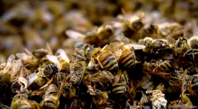 Adulto mayor fallece por ataque masivo de abejas al sur de Valencia