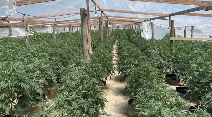 Autoridades decomisan más de 120 millones de dólares en cannabis ilegal en California