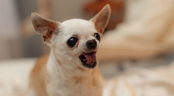 Dueño de un perro chihuahua decidió cocinarlo vivo porque ladraba mucho
