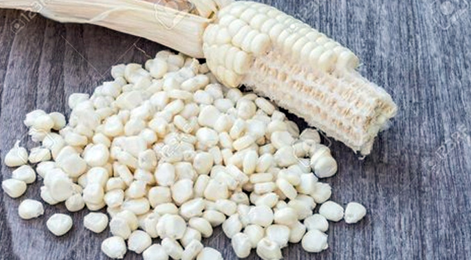 Producción de maíz blanco satisface 80 % de consumo nacional