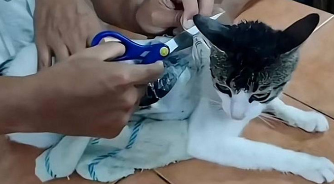 Autoridades capturan a un gato usado para introducir drogas a una cárcel de Costa Rica