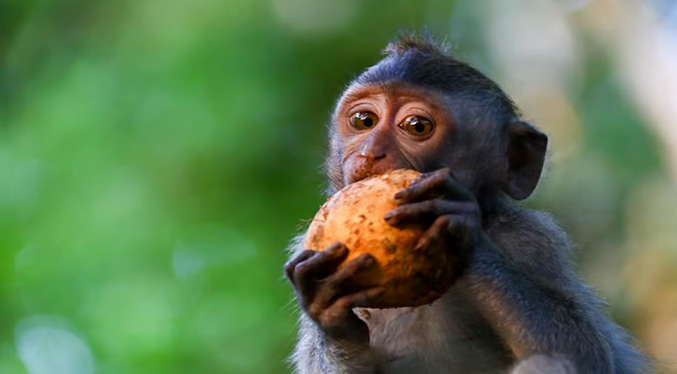 Detienen en un aeropuerto colombiano a extranjeros con seis primates en peligro de extinción