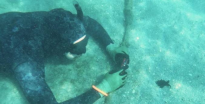 Científicos alertan de una enfermedad en Florida que amenaza a las estrellas de mar
