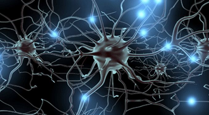 Desarrollan un método para identificar neuronas equivalentes entre cerebros