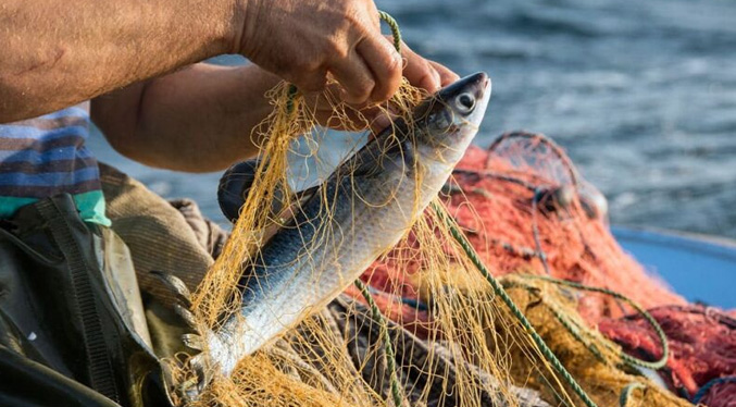 Expectativa por precio del gasoil tras pruebas pilotos en el sector pesquero