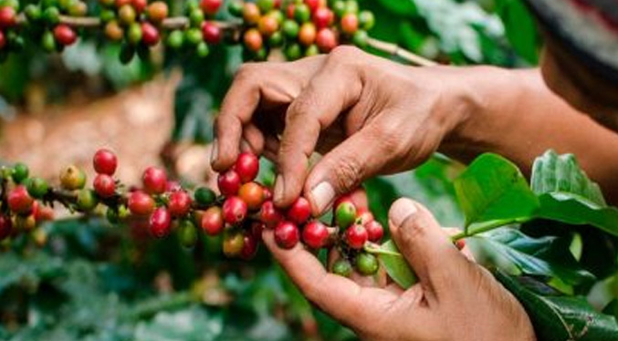 Caficultores venezolanos aseguran que las principales exportaciones van hacia EEUU