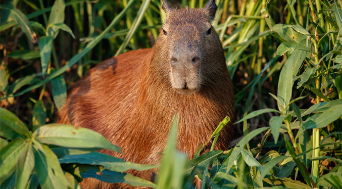 Día de Apreciación del Capibara: historia, origen y curiosidades del roedor gigante