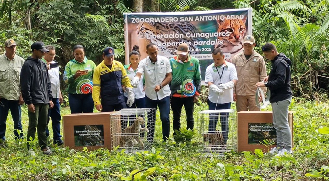 Pareja de cunaguaros fue liberada en una reserva ecológica en Portuguesa
