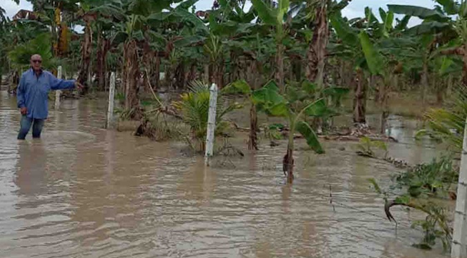 Estiman que 6.000 hectáreas de plátano están en riesgo de inundaciones