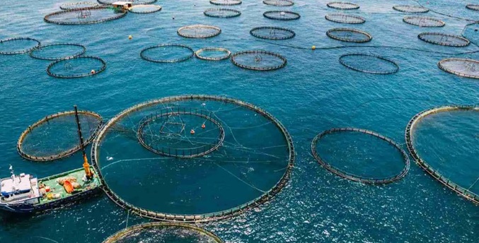 Industria acuicola invirtió $ 10.000 millones en los últimos 20 años, según gremio