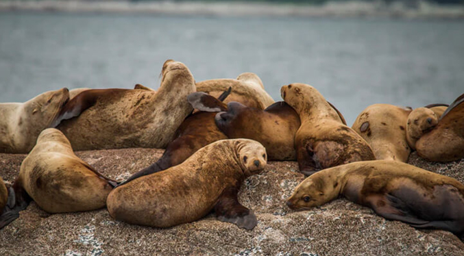 Leones marinos se arrojan al agua para huir de una lluvia de piedras durante terremoto en Rusia