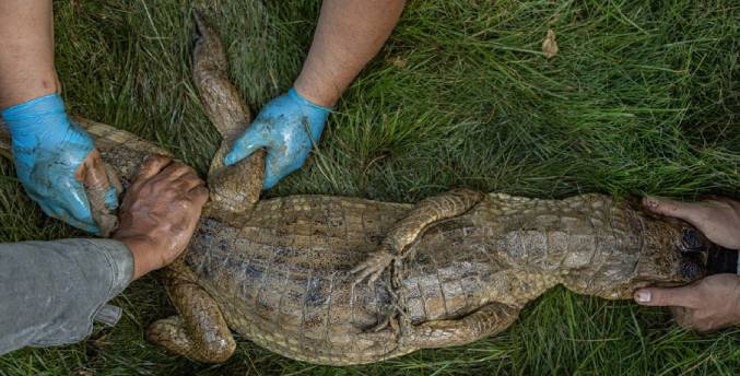 Ambientalistas rescatan a un cocodrilo con manchas de petróleo en Zulia