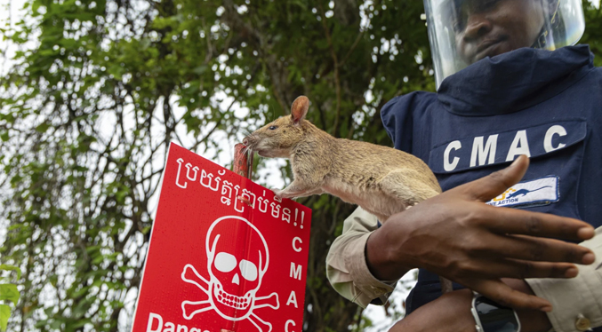 Ratas gigantes lideran la detección de minas terrestres en Camboya