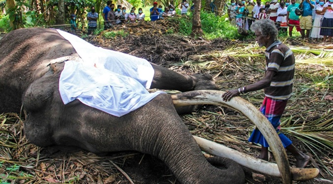 Sri Lanka investiga nuevo repunte de muertes de elefantes tras liberar a crías protegidas