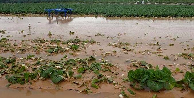 Productores de Portuguesa estiman un 80 % de pérdida de superficie por fuertes lluvias