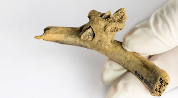 Encuentran una flecha en una costilla humana de hace más de 4 mil años en los Pirineos