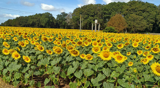 Siembra de girasol alcanza más de mil hectáreas en el ciclo 2024-2025