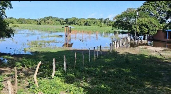 Contabilizan 50 mil hectáreas productivas inundadas en Cojedes
