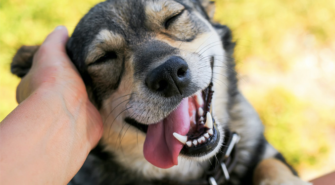 Día Mundial del Perro: Honra la presencia de los peludos en la vida humana