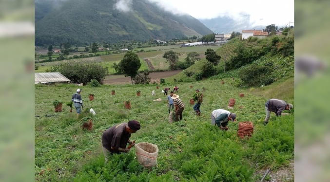 Fedeagro: Lluvias ocasionaron pérdida total en 150 hectáreas de tierras cultivables en región andina