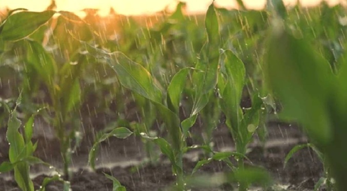 Fedeagro: Productores agrícolas enfrentan la temporada más lluviosa en los últimos 35 años