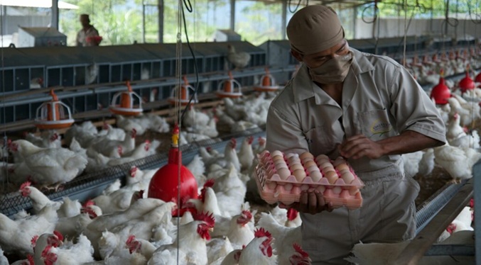 Sector avícola garantiza abastecimiento nacional y estabilidad en los precios
