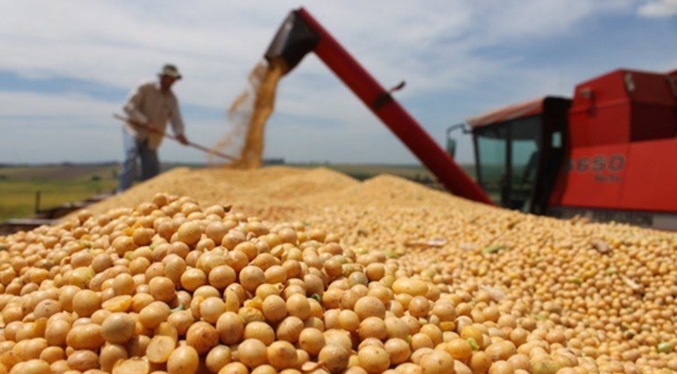 Buscan impulsar producción de soya ante dependencia de importaciones en Portuguesa