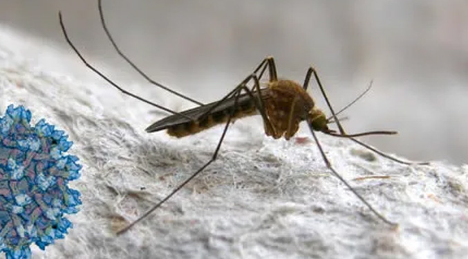 Aumentan los casos del Virus del Nilo Occidental en Italia