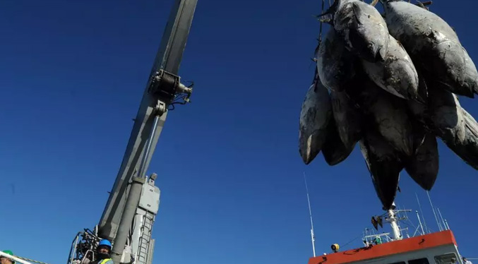 Llegan a Venezuela 900 toneladas de atún procedentes del Pacífico