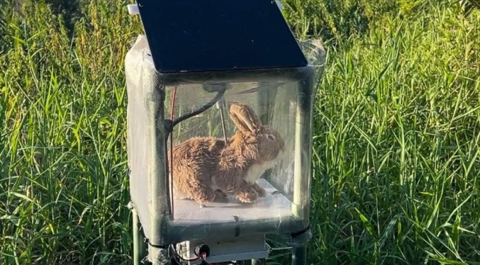 Autoridades de Florida recurren a conejos robot para capturar a serpientes