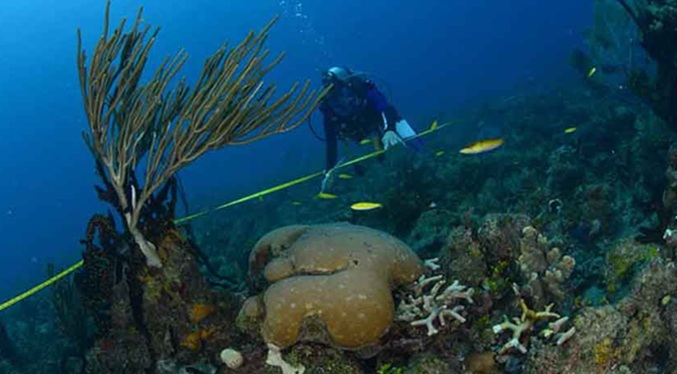 Un estudio identifica 108 especies marinas en riesgo de extinción en Cuba