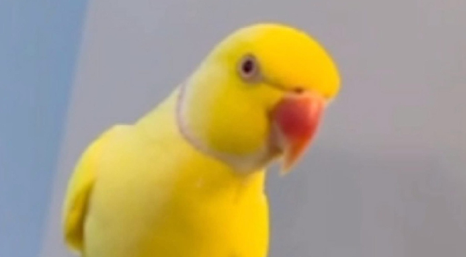 Un loro ayuda a las autoridades a descubrir una red de tráfico de drogas en Inglaterra