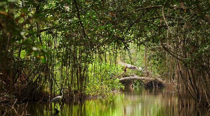 Cuidado de manglares es vital para combatir cambio climático y futuras inundaciones
