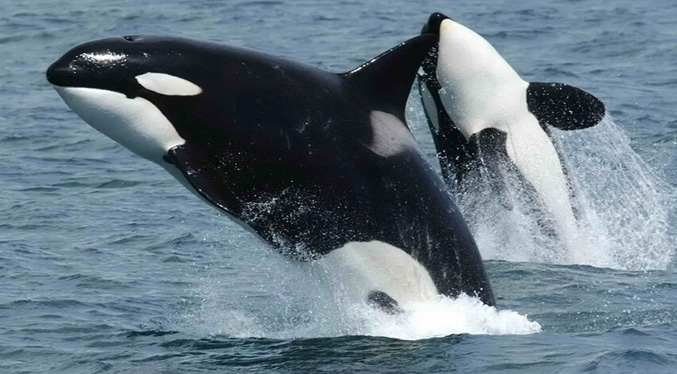 Orcas sorprenden a pescadores en las costas de Aragua