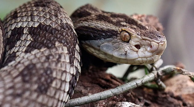 Incrementa la presencia de serpientes en Mérida y Trujillo