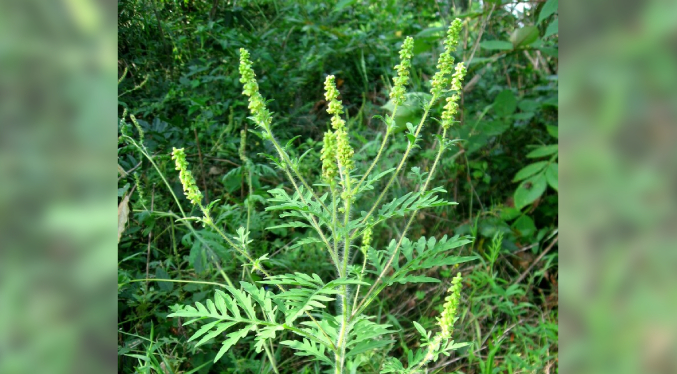 Ambrosía, una planta invasora que asfixia a Serbia ante la inacción de las autoridades